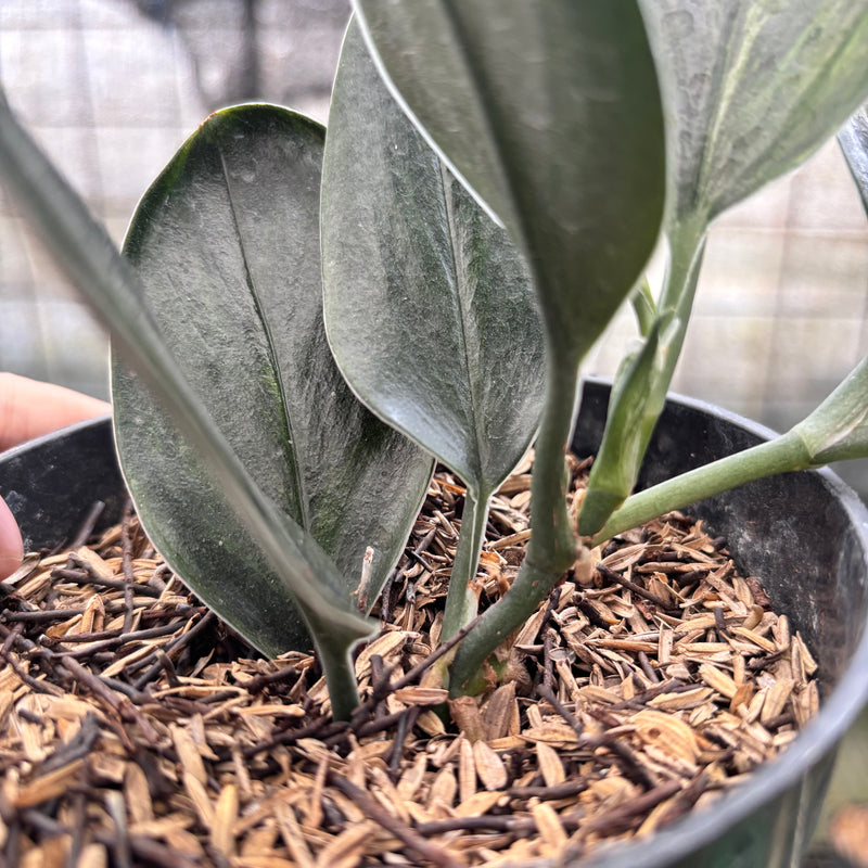 FS31-8 Scindapsus Treaubi Black