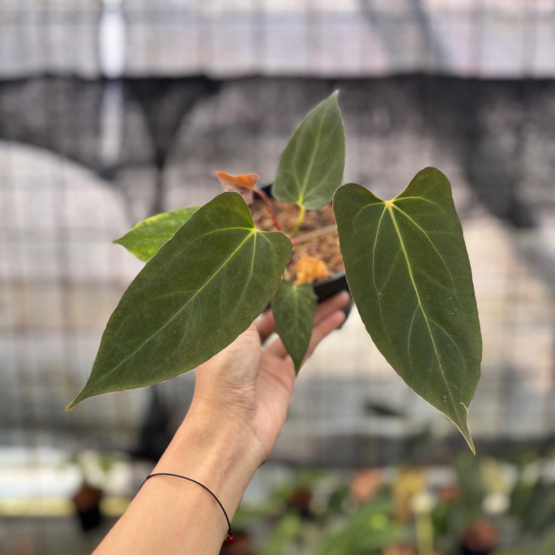FS32-8 Anthurium Fortsherman x GOG