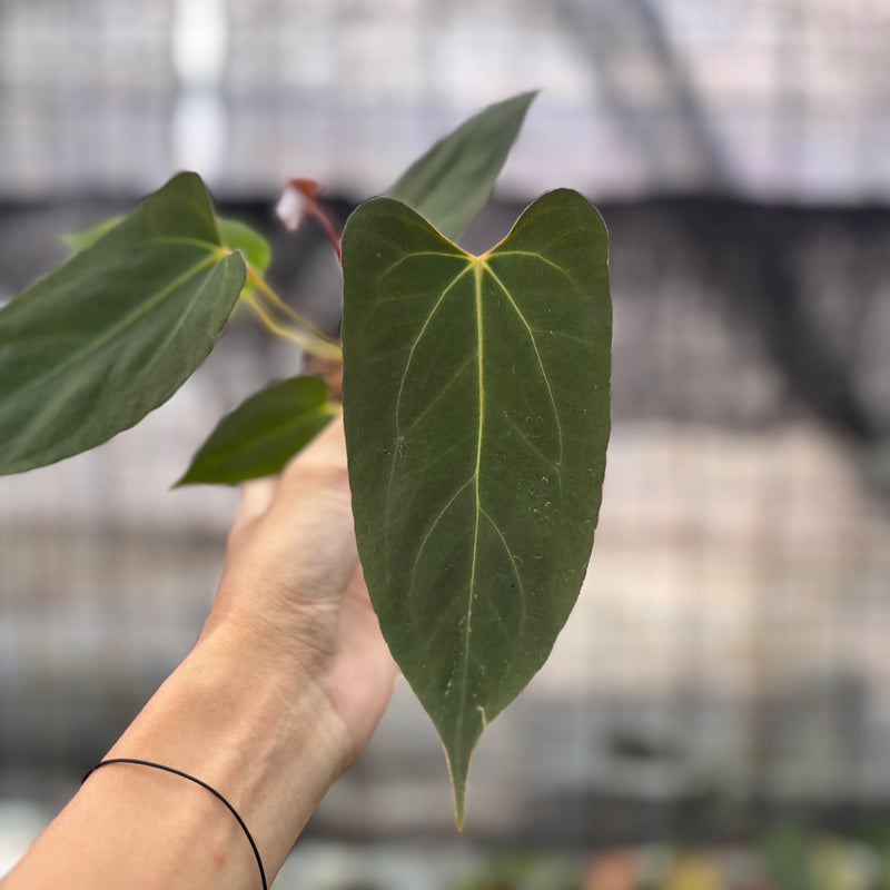 FS32-8 Anthurium Fortsherman x GOG