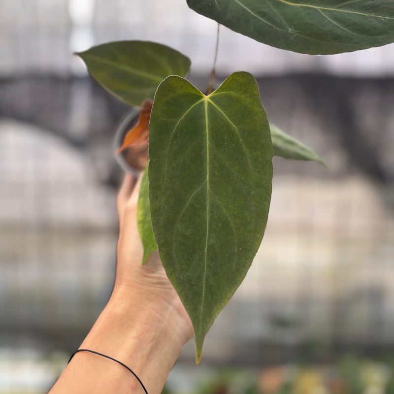 FS32-8 Anthurium Fortsherman x GOG