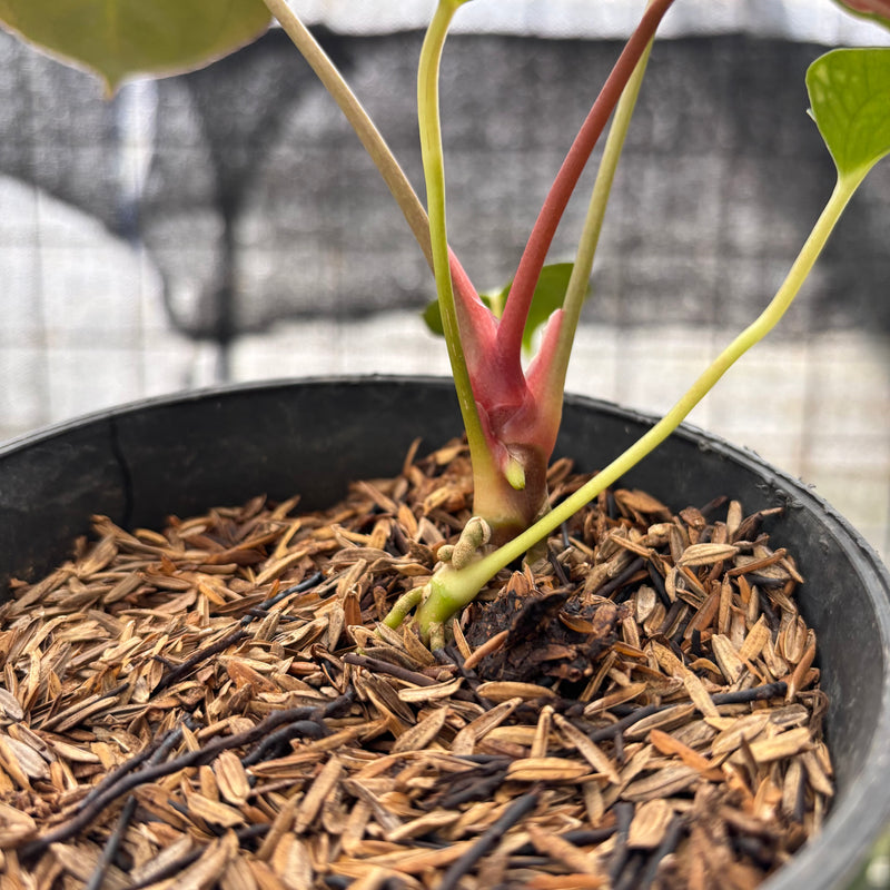 FS32-8 Anthurium Fortsherman x GOG