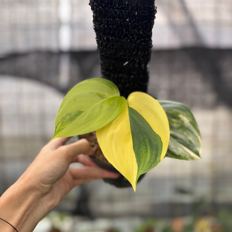 FS33-8 Scindapsus Moonlight Aurea