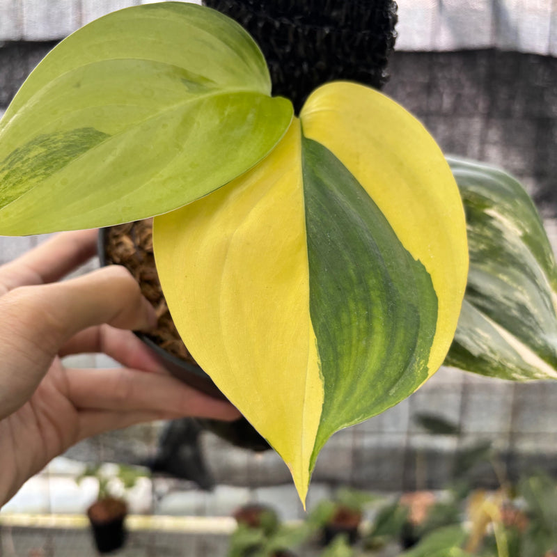 FS33-8 Scindapsus Moonlight Aurea