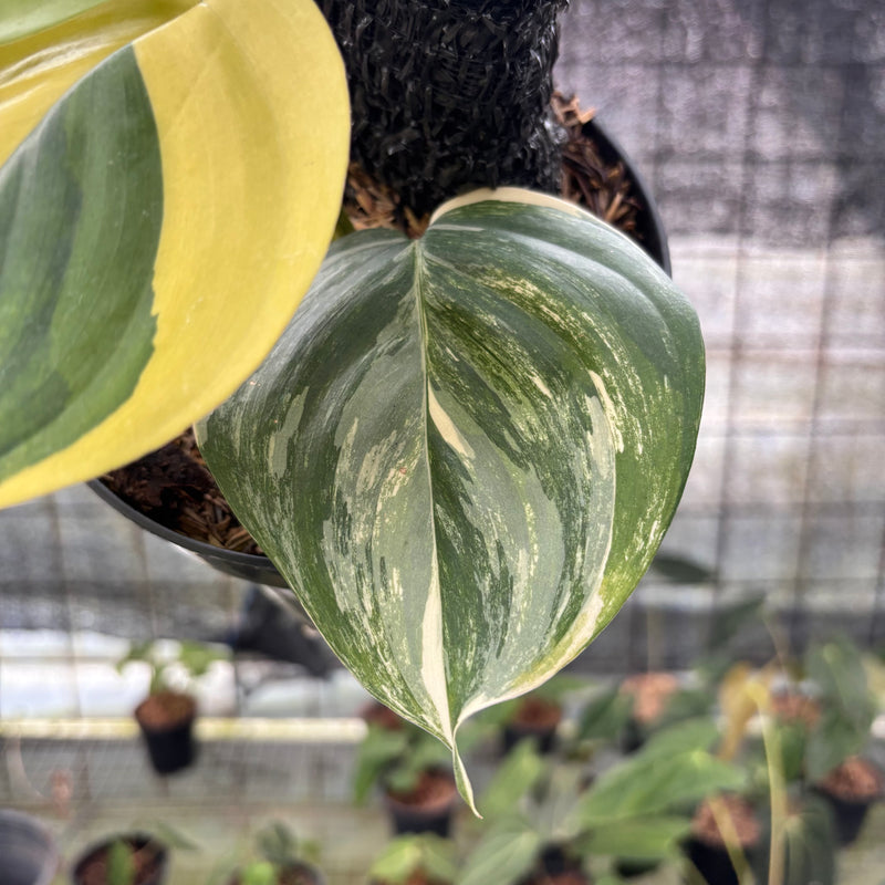 FS33-8 Scindapsus Moonlight Aurea