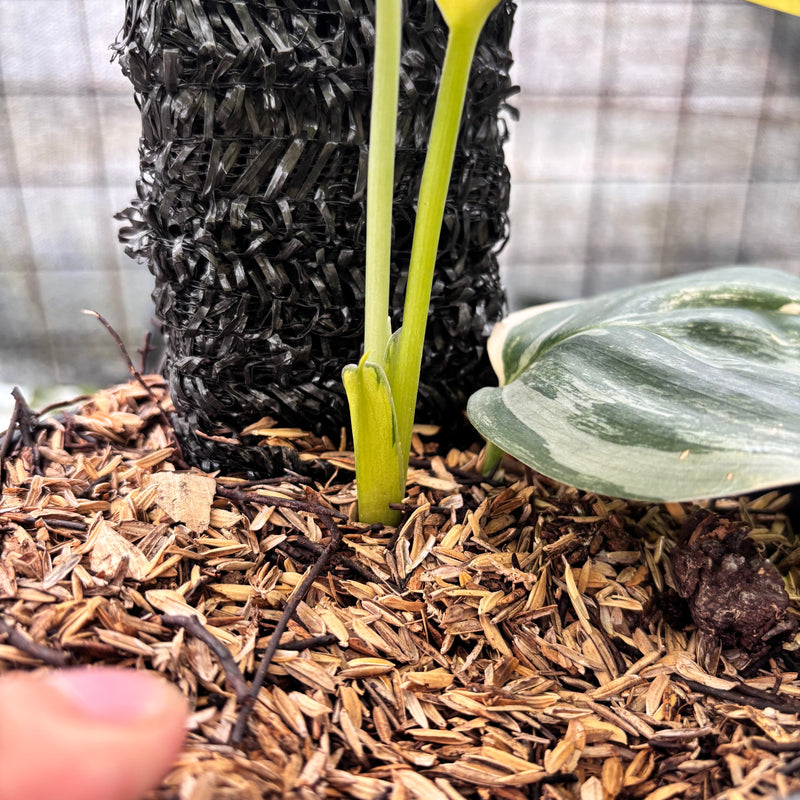 FS33-8 Scindapsus Moonlight Aurea