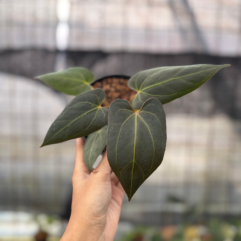 FS34-8 Anthurium Red Spider x Papillilaminum Selected