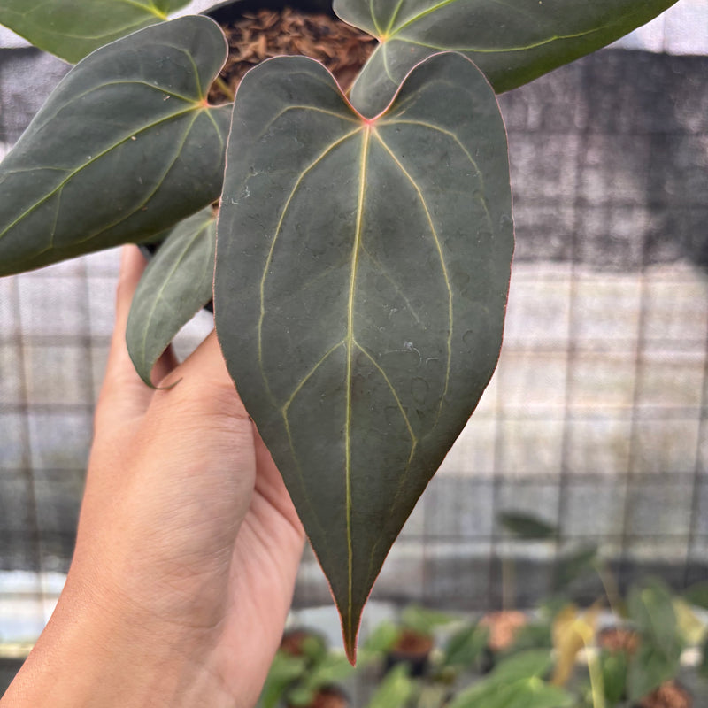 FS34-8 Anthurium Red Spider x Papillilaminum Selected