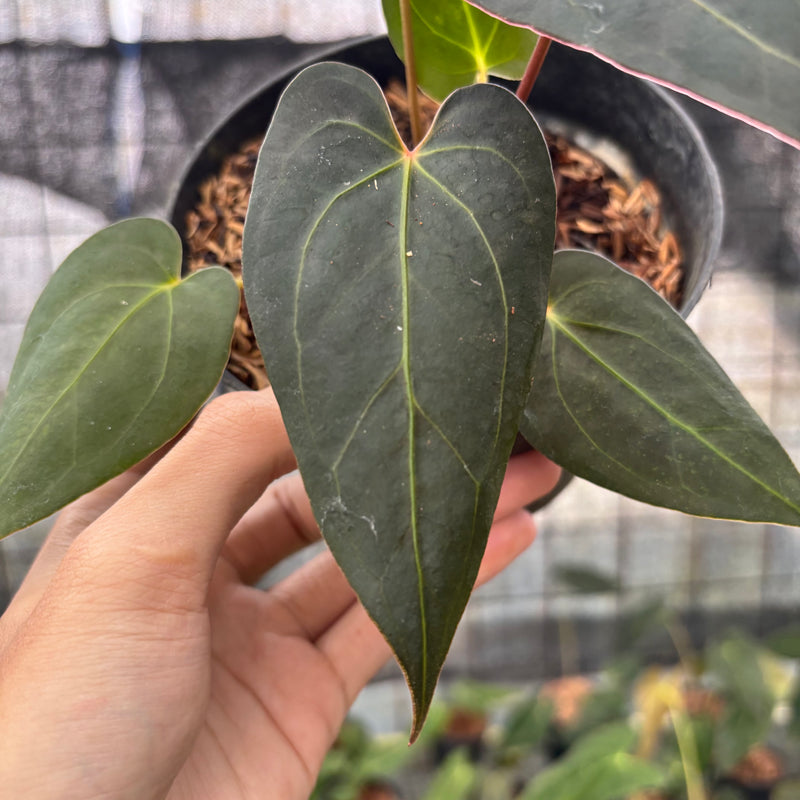 FS34-8 Anthurium Red Spider x Papillilaminum Selected