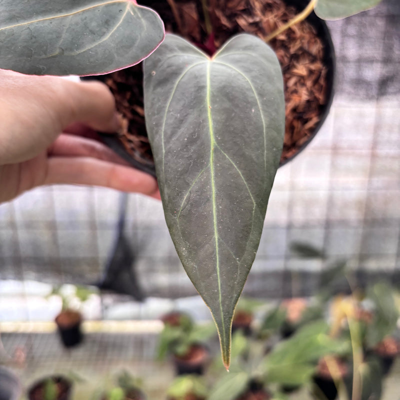 FS34-8 Anthurium Red Spider x Papillilaminum Selected