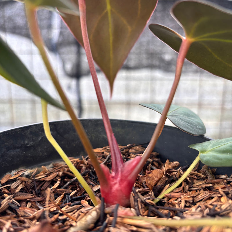 FS34-8 Anthurium Red Spider x Papillilaminum Selected