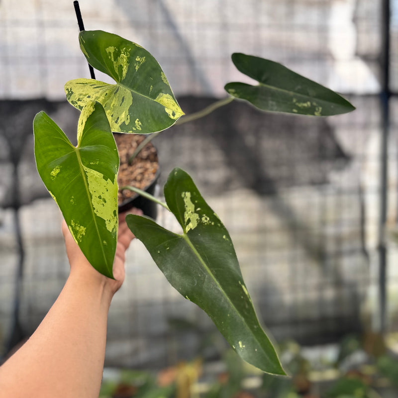 FS35-8 Philodendron Ilsemani Variegated