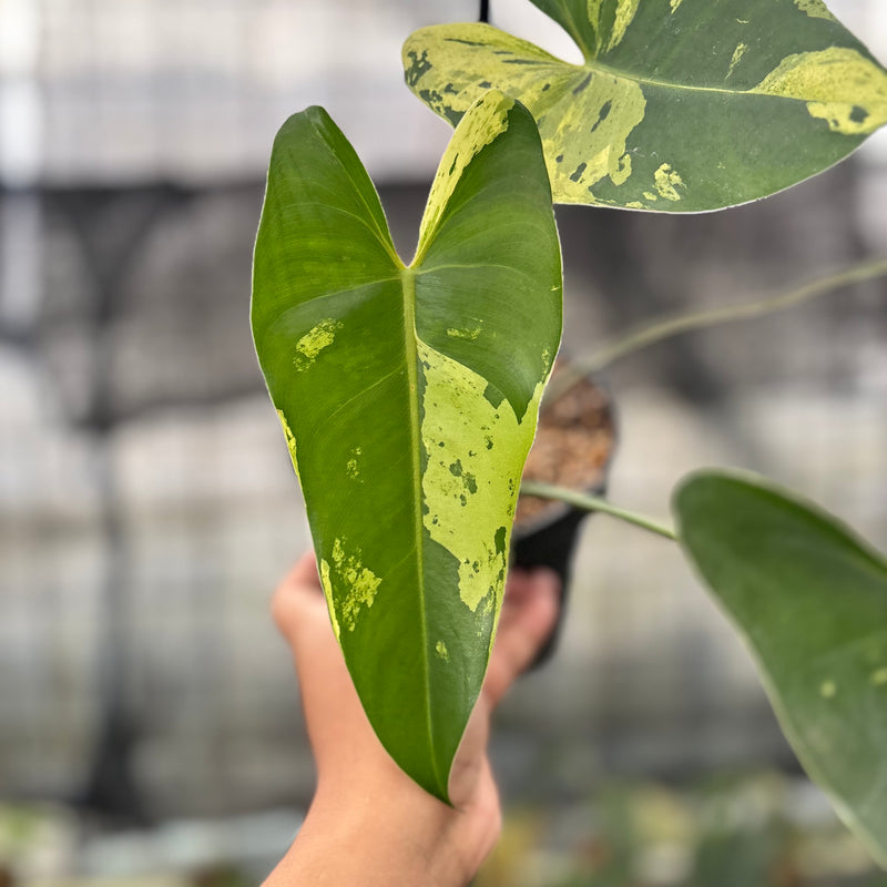 FS35-8 Philodendron Ilsemani Variegated
