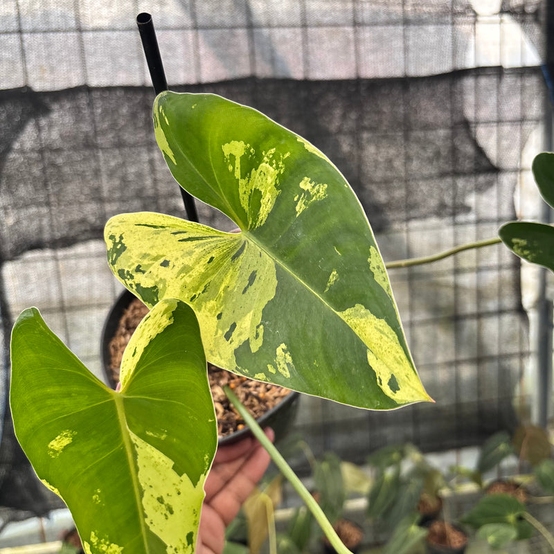 FS35-8 Philodendron Ilsemani Variegated