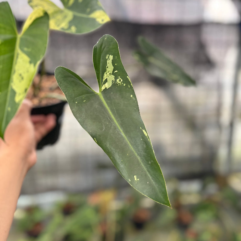 FS35-8 Philodendron Ilsemani Variegated