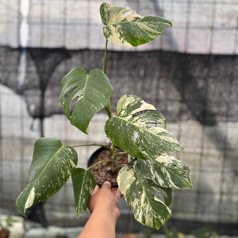 FS36-8 Monstera Albo Variegated