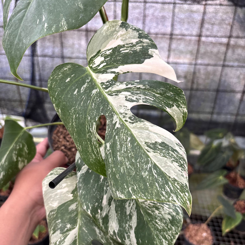 FS36-8 Monstera Albo Variegated