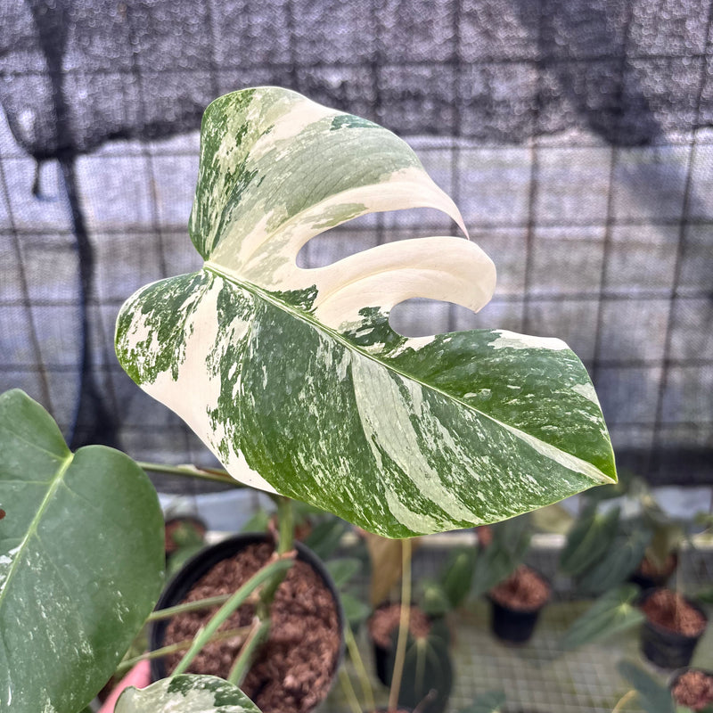 FS36-8 Monstera Albo Variegated