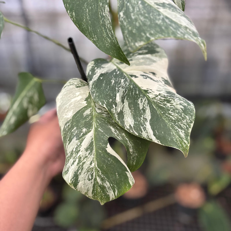 FS36-8 Monstera Albo Variegated