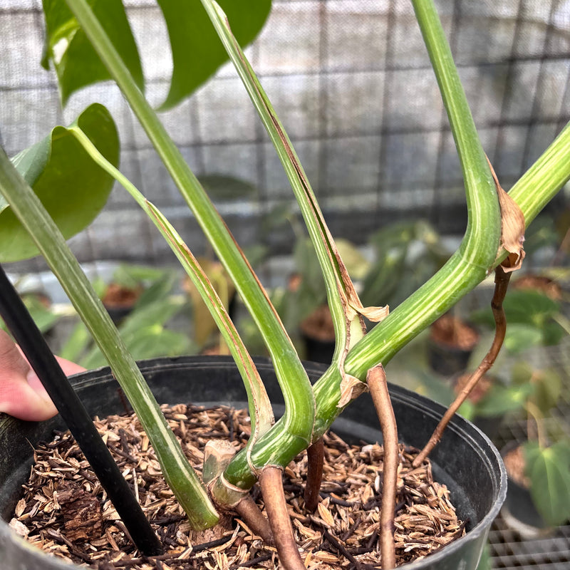 FS36-8 Monstera Albo Variegated
