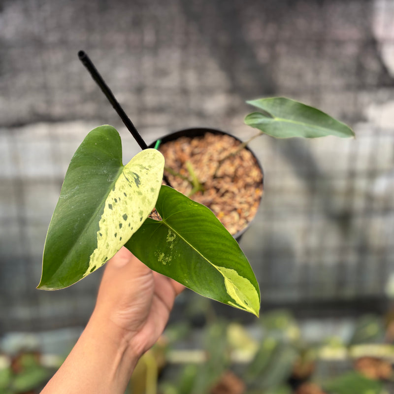 FS37-8 Philodendron Ilsemani Variegated