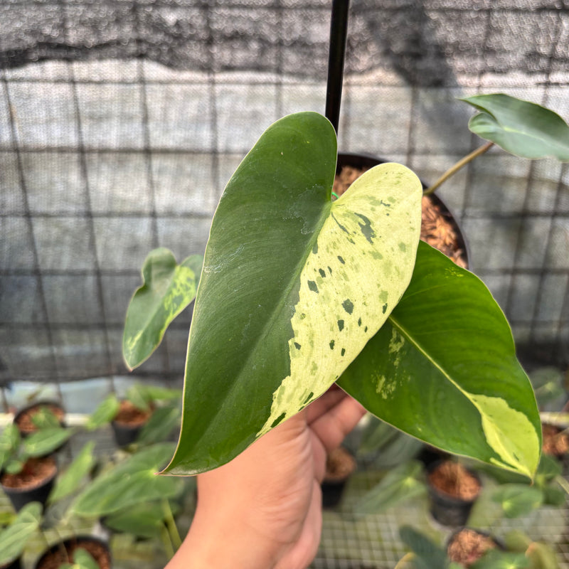 FS37-8 Philodendron Ilsemani Variegated