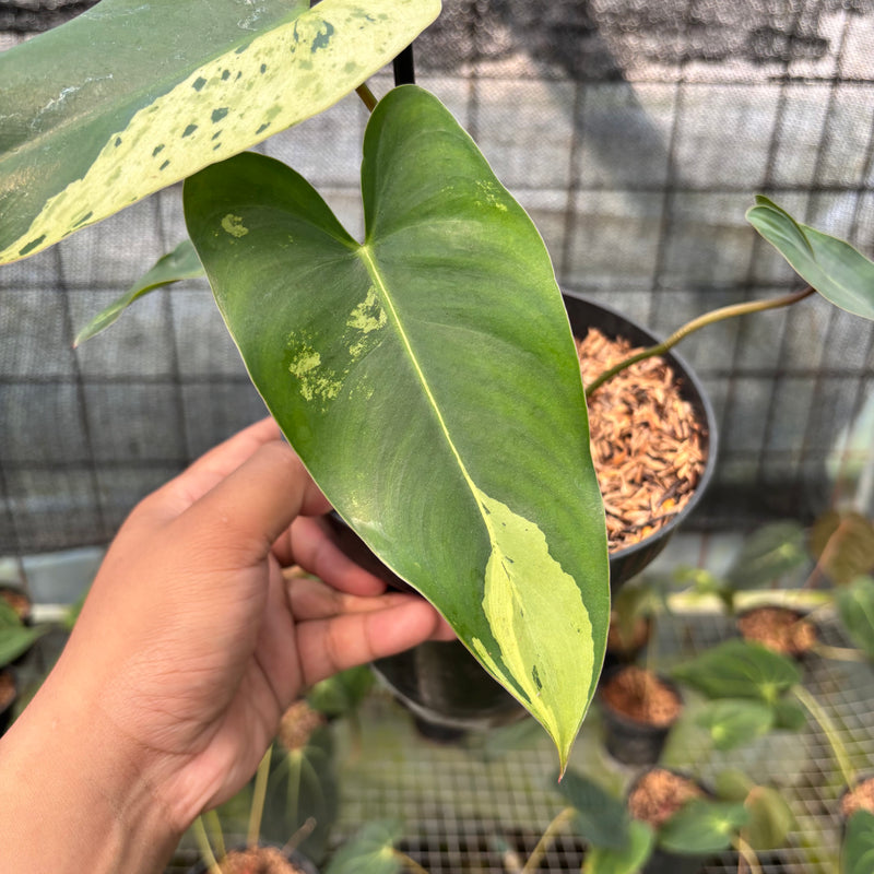 FS37-8 Philodendron Ilsemani Variegated