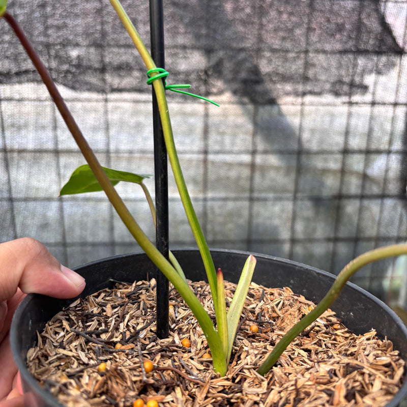 FS37-8 Philodendron Ilsemani Variegated