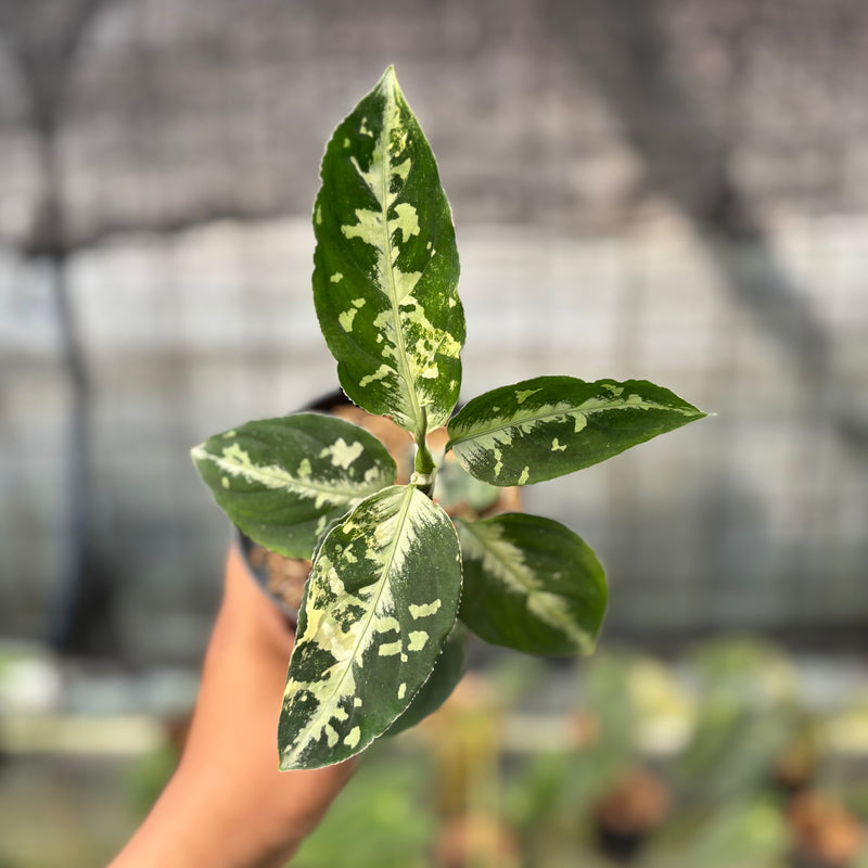 FS44-8 Aglaonema Pictum Beecolor Variegated
