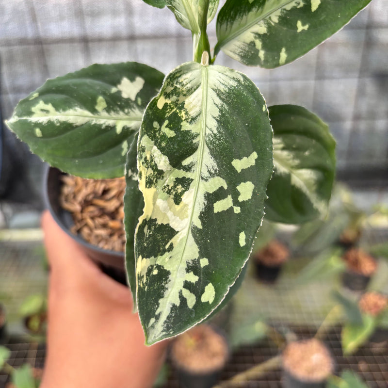 FS44-8 Aglaonema Pictum Beecolor Variegated