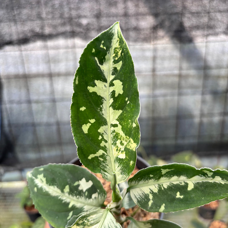 FS44-8 Aglaonema Pictum Beecolor Variegated