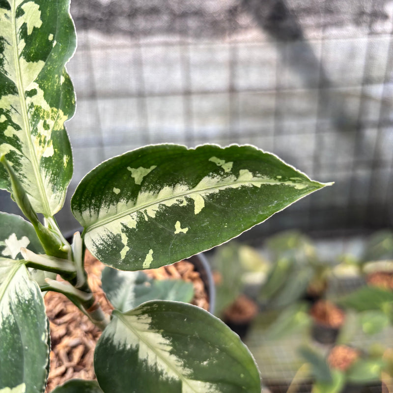 FS44-8 Aglaonema Pictum Beecolor Variegated