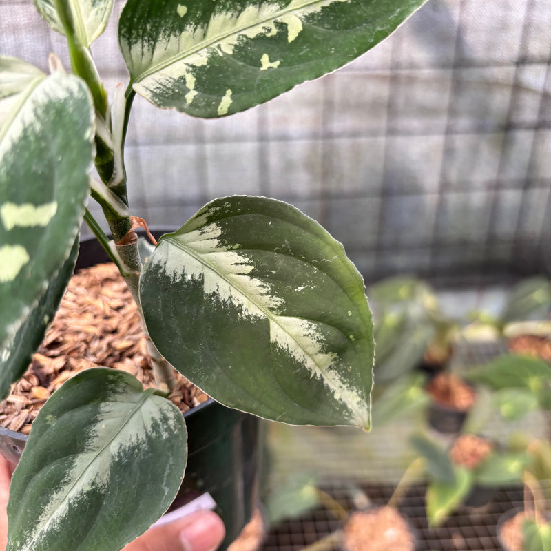 FS44-8 Aglaonema Pictum Beecolor Variegated