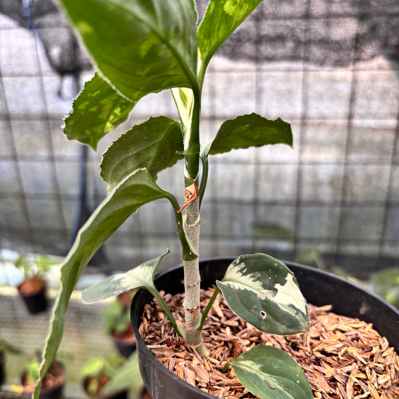 FS44-8 Aglaonema Pictum Beecolor Variegated