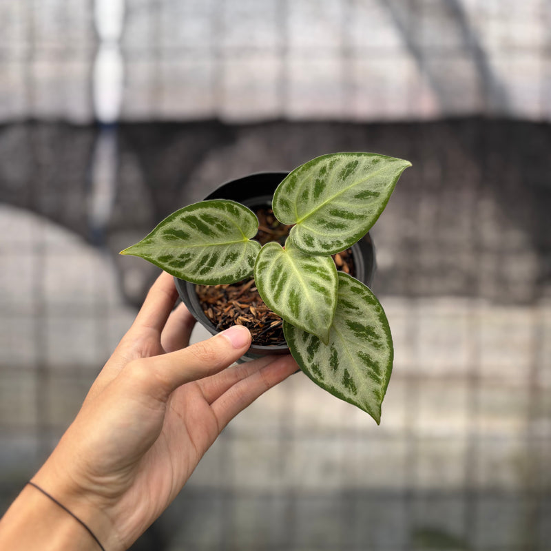 FS43-8 Anthurium Silver Chrome