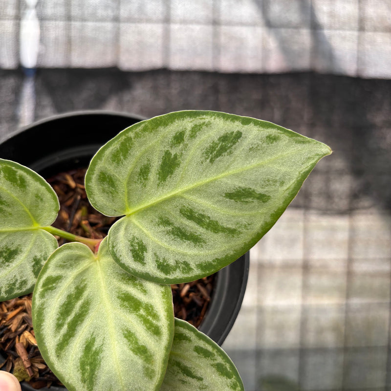 FS43-8 Anthurium Silver Chrome