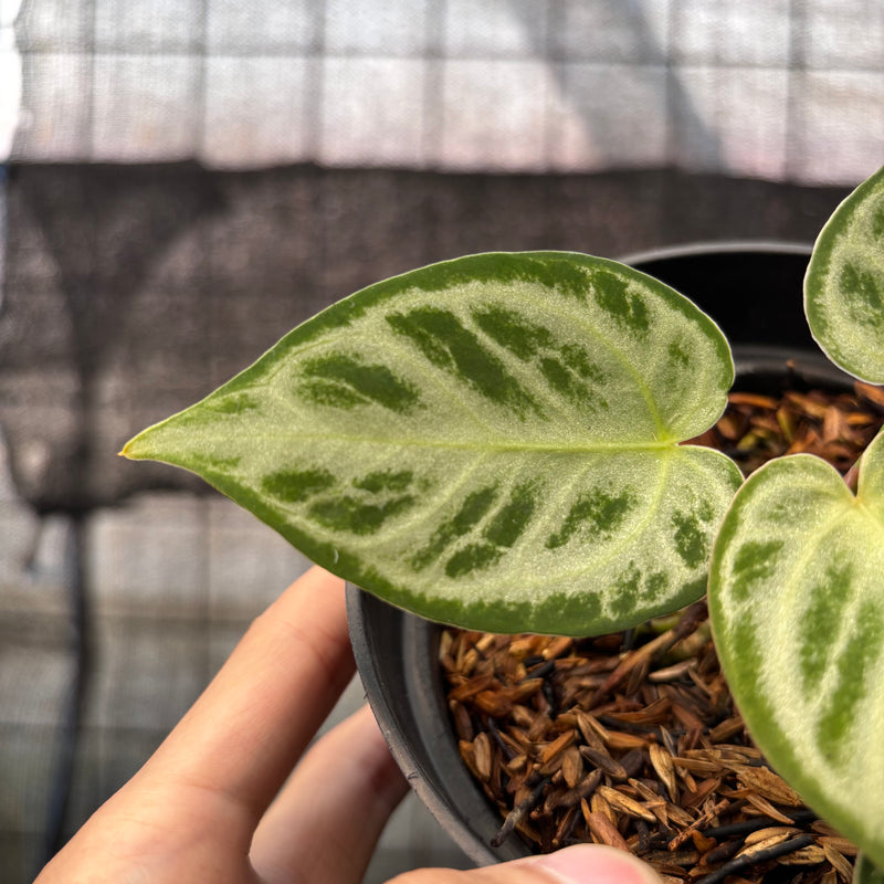 FS43-8 Anthurium Silver Chrome