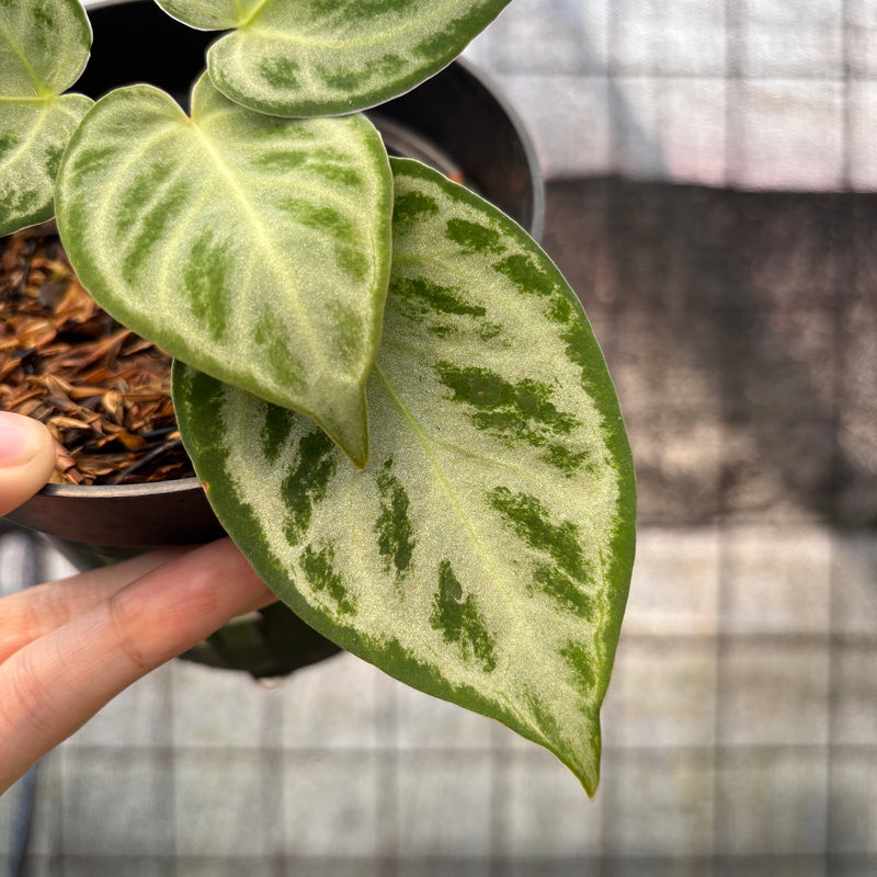 FS43-8 Anthurium Silver Chrome