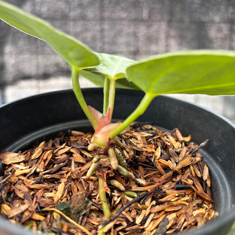 FS43-8 Anthurium Silver Chrome
