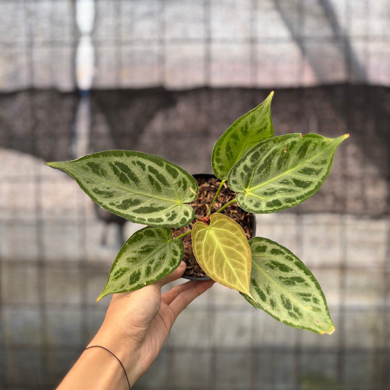 FS42-8 Anthurium Silver Chrome