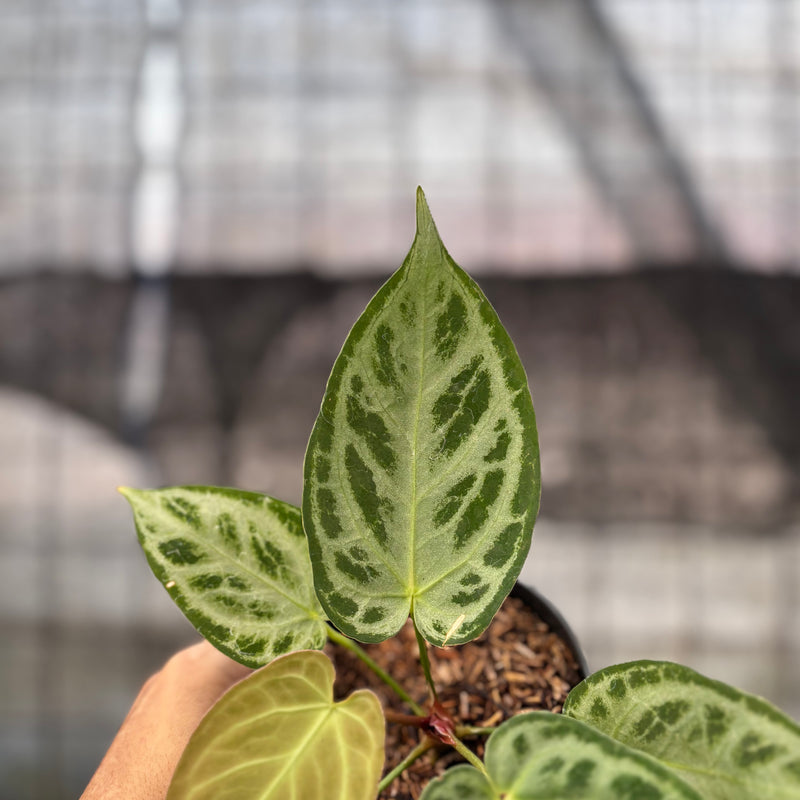 FS42-8 Anthurium Silver Chrome