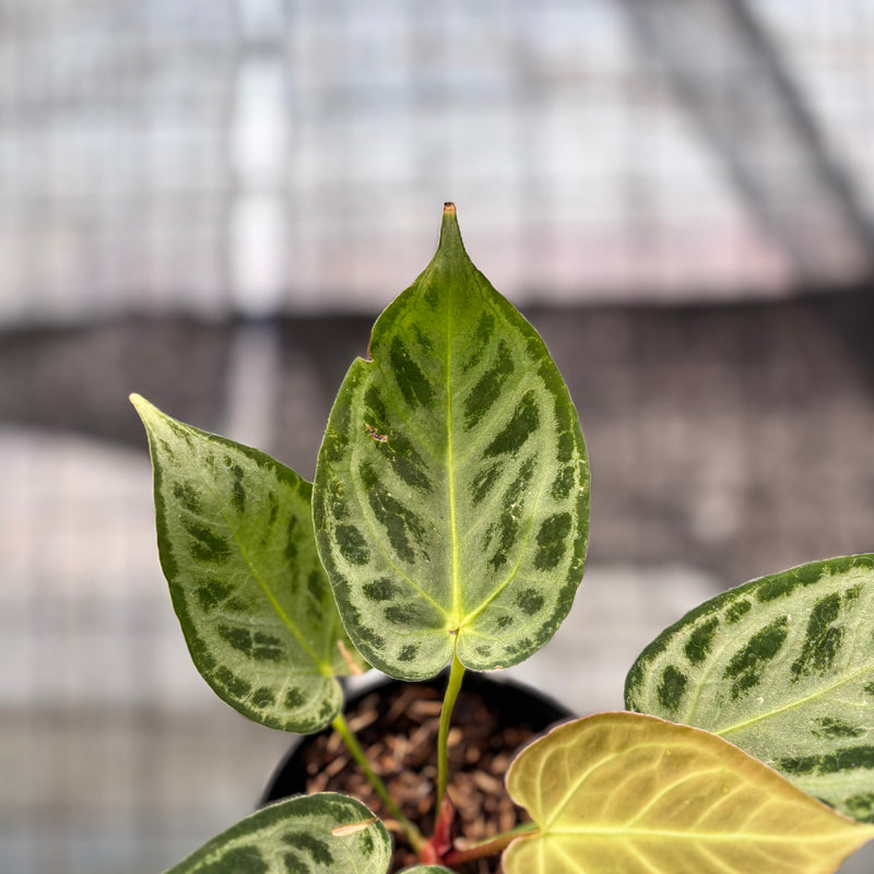 FS42-8 Anthurium Silver Chrome