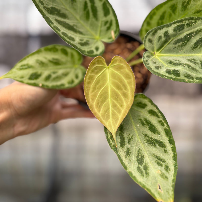 FS42-8 Anthurium Silver Chrome