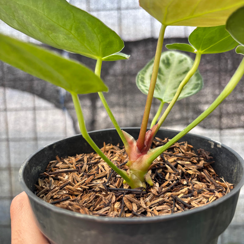 FS42-8 Anthurium Silver Chrome