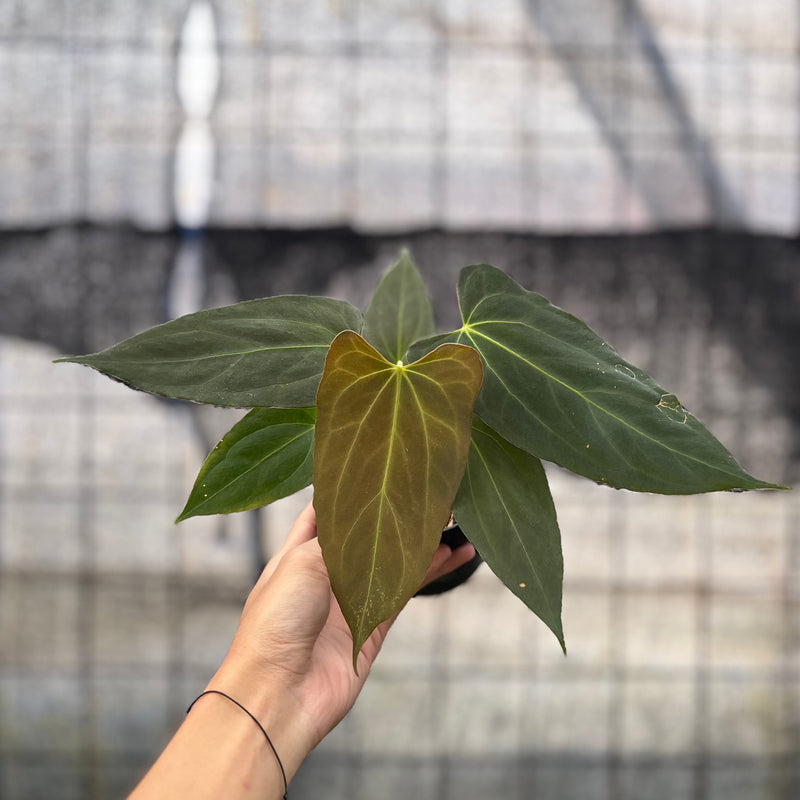 FS41-8 Anthurium Fortsherman x GOG