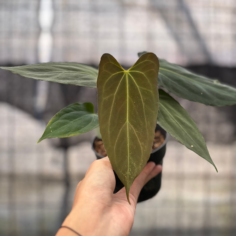 FS41-8 Anthurium Fortsherman x GOG