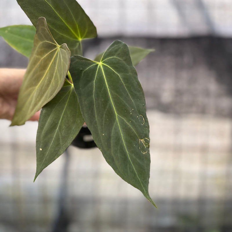 FS41-8 Anthurium Fortsherman x GOG