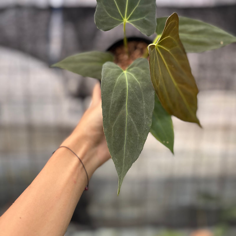 FS41-8 Anthurium Fortsherman x GOG