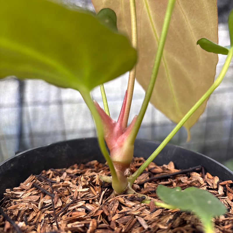 FS41-8 Anthurium Fortsherman x GOG