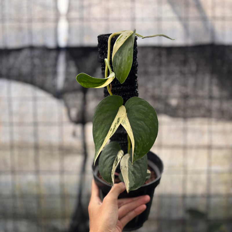 FS40-8 Scindapsus Jade Satin Halfmoon