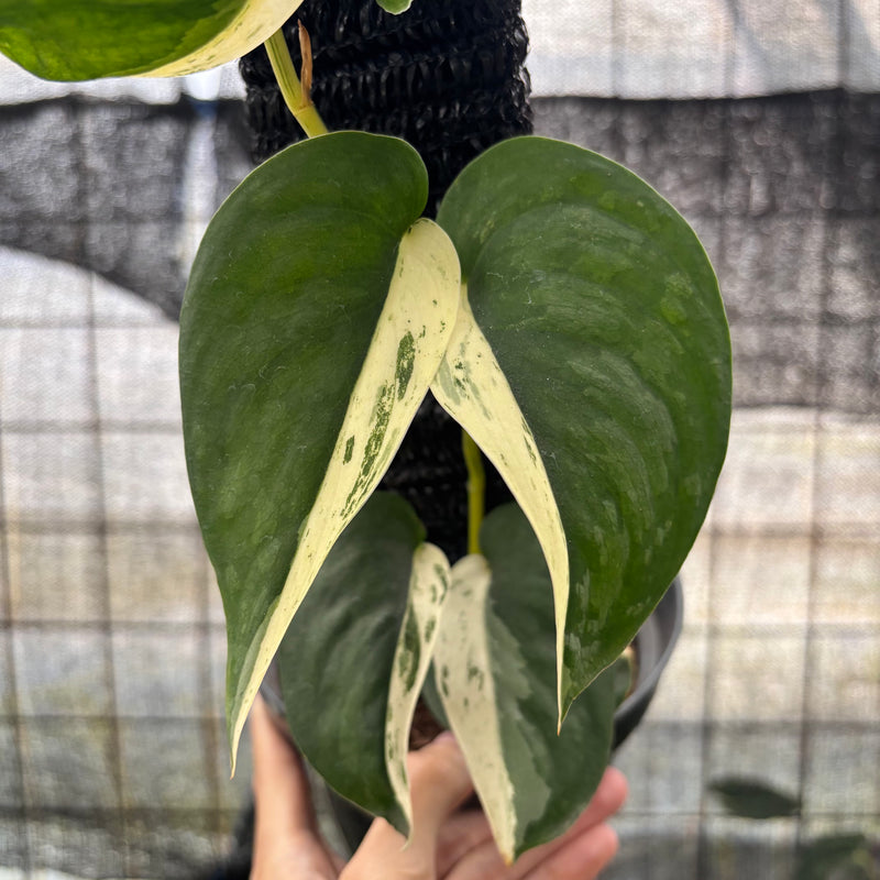 FS40-8 Scindapsus Jade Satin Halfmoon